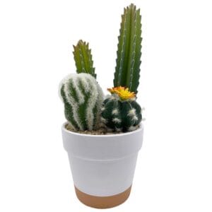China Manufacturer Indoor Tabletop Decoration Cactus Ornaments Artificial Potted Succulents For Living Room